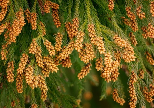 効く 花粉 症 お茶 に